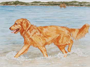 Dog Days of Summer